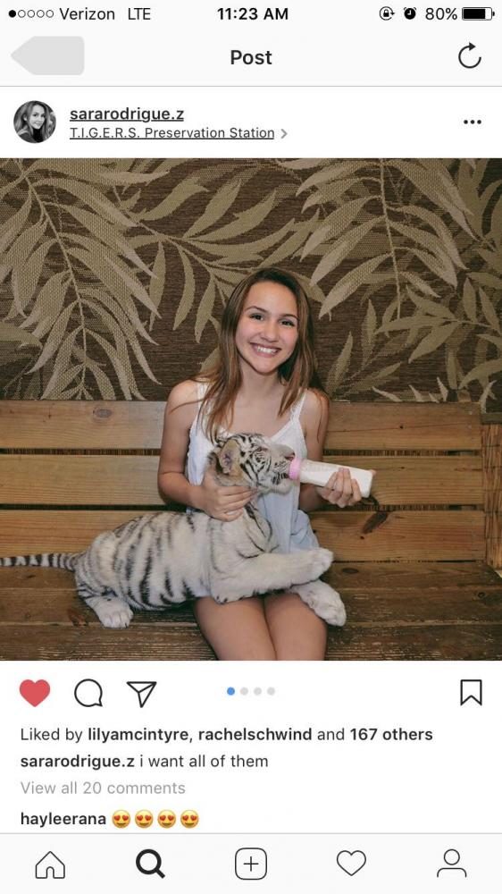 Loving her time with the baby tiger, Sara Rodriguez smiles for the camera. Rodriguez
met the tiger at a preservation in Myrtle Beach.
