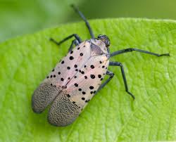 A mature adult lantern fly