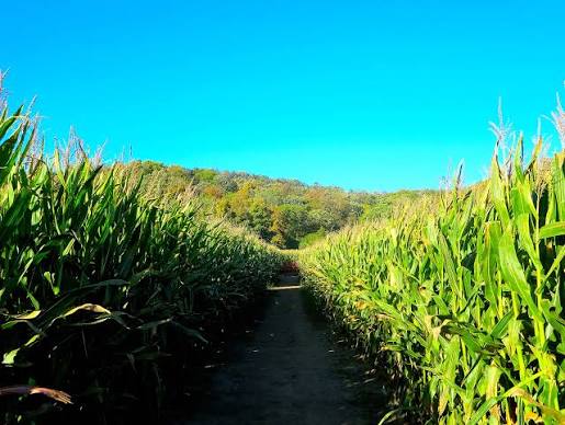 Halloween and Horror Mazes